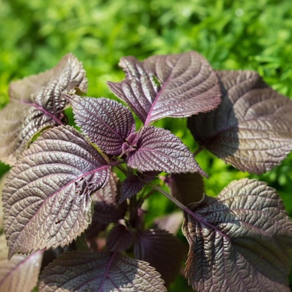 Perilla - Purple Shiso (पेरिला)
