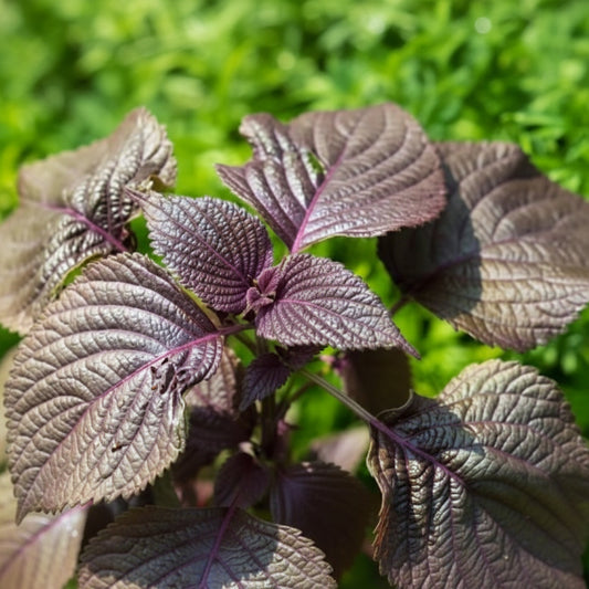Perilla - Purple Shiso (पेरिला)