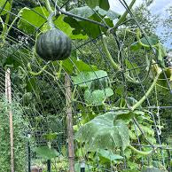 Green Baby Kabocha (हरियो बेबे फर्सी)