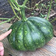 Green Baby Kabocha (हरियो बेबे फर्सी)