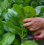 Large Leaf Malabar Spinach (ठूलो पाते मुना)