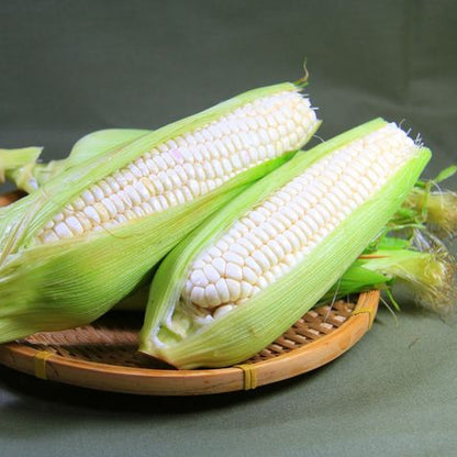 White Glutinous Corn (सेतो चिप्लो मक्का)