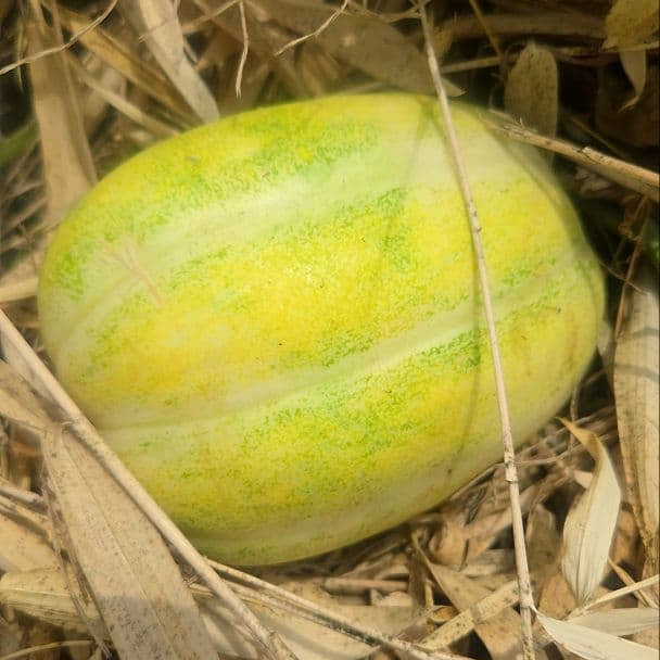 Tianfei Sweet Melon (तियानफेइ गुलियो खरबुजा)