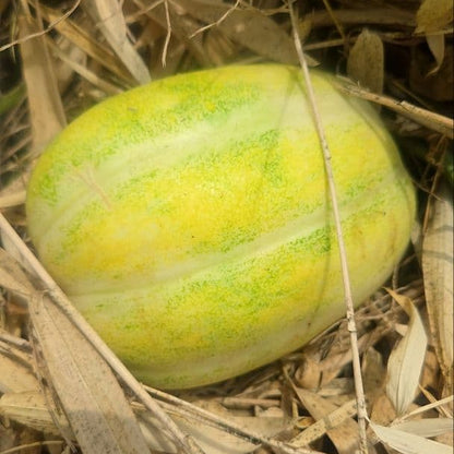 Tianfei Sweet Melon (तियानफेइ गुलियो खरबुजा)