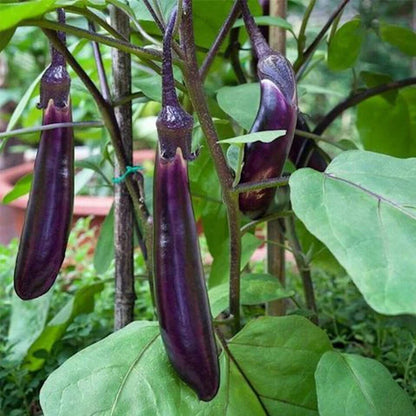 Black Glossy Long Eggplant (कालो लामो भंटा)