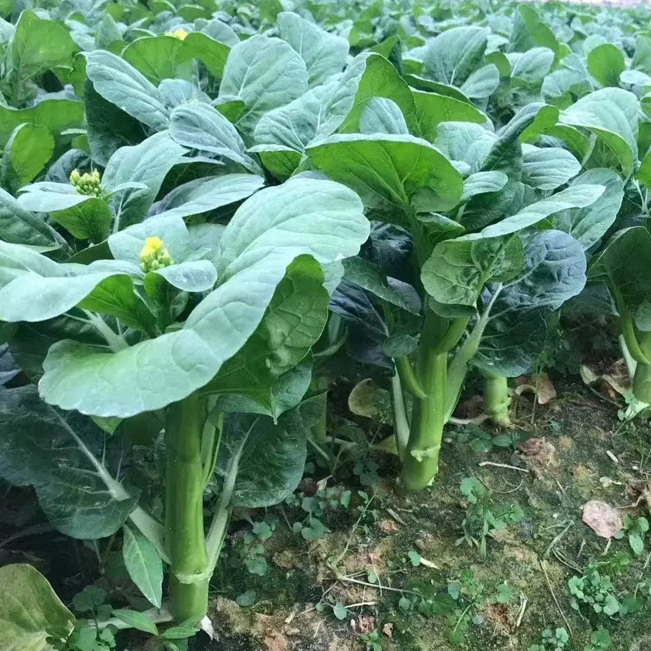 Choy Sum / Chinese Flowering Cabbage (चोय सम)