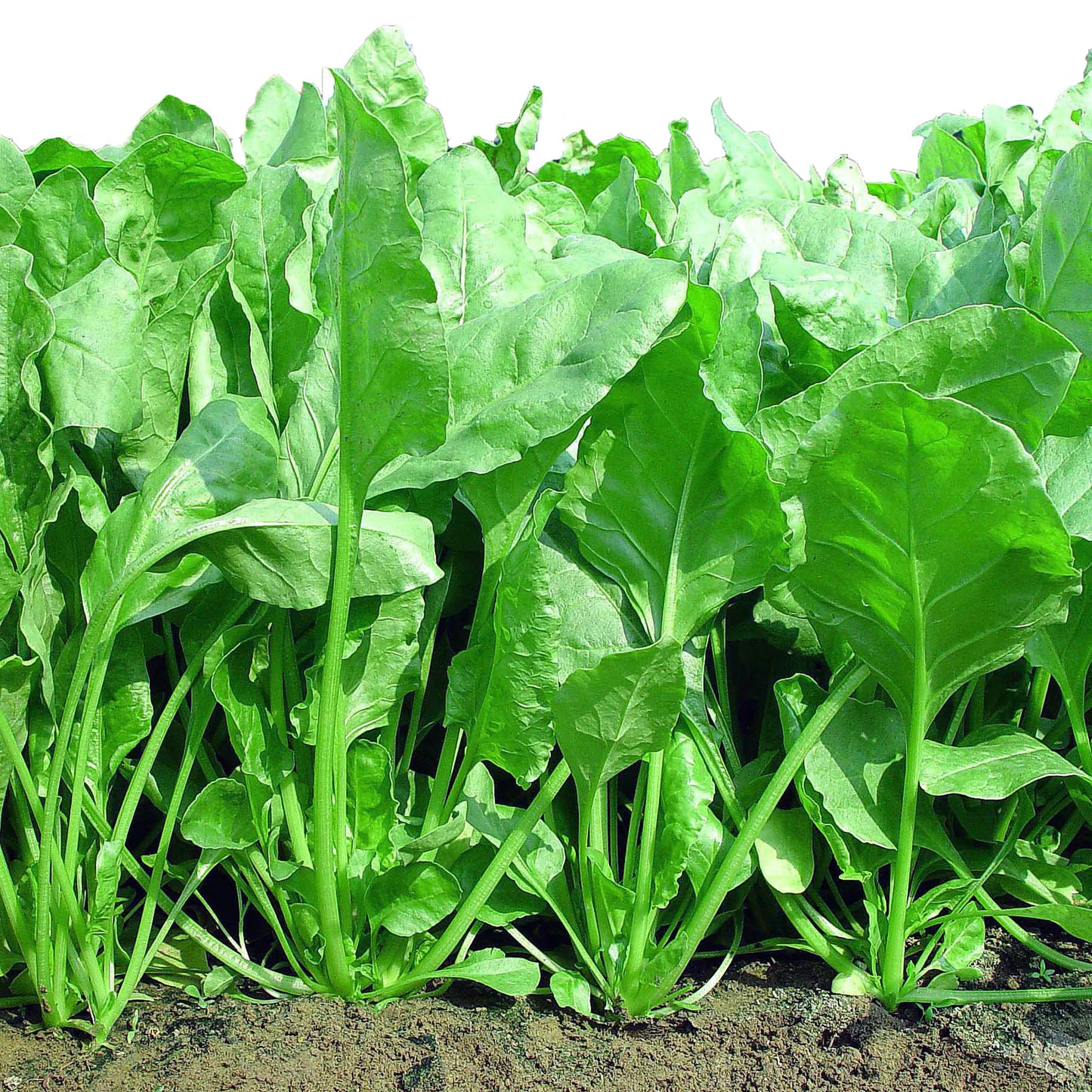 Spinach (पालक)