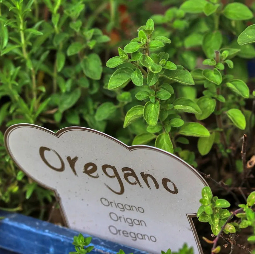 Oregano (ओरेगानो)