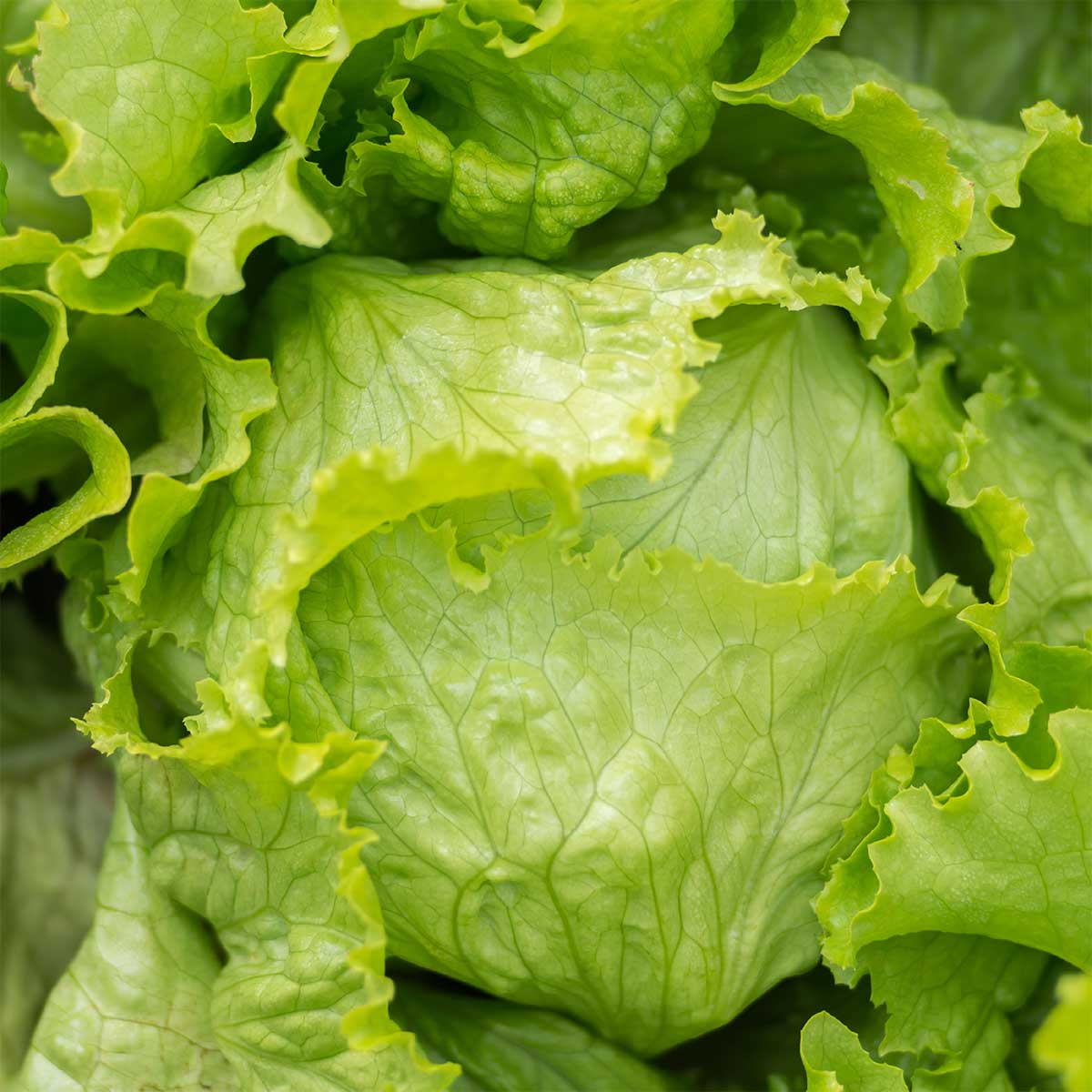 Iceberg Lettuce (गोल पाते साग)