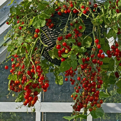 Tumbler Tomato Red (टम्बलर टमाटर रातो)