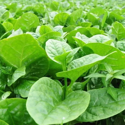 Large Leaf Malabar Spinach (ठूलो पाते मुना)