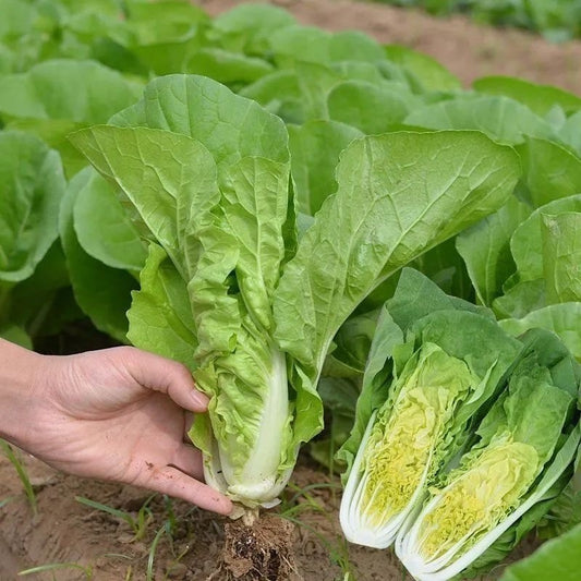 Four Seasons Fast-Growing Pak Choi (चारै रुतु सानो साग)
