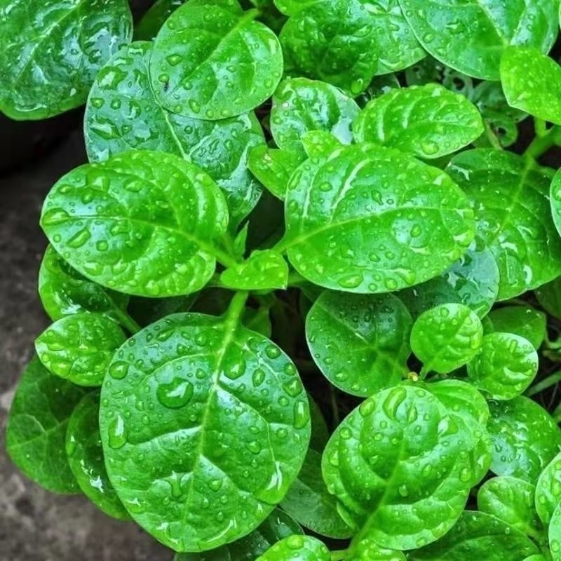 Large Leaf Malabar Spinach (ठूलो पाते मुना)
