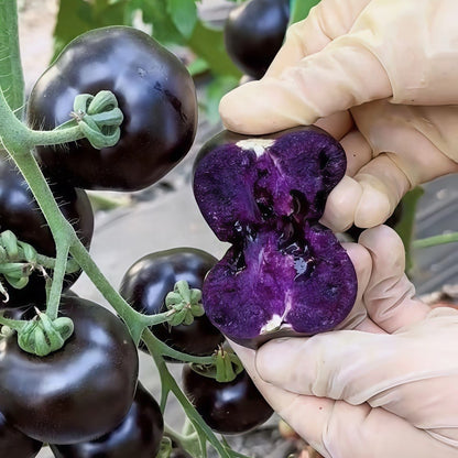 Purple Linglong Tomato (बैजनी लिङलोङ टमाटर)