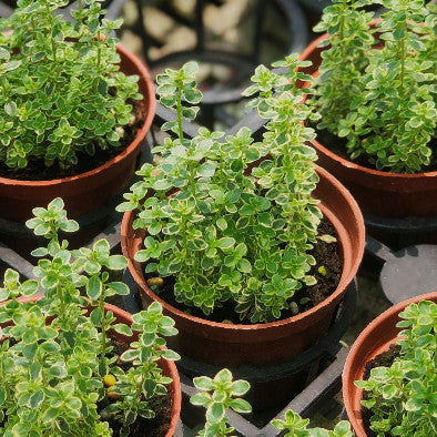 Thyme (थाइम)
