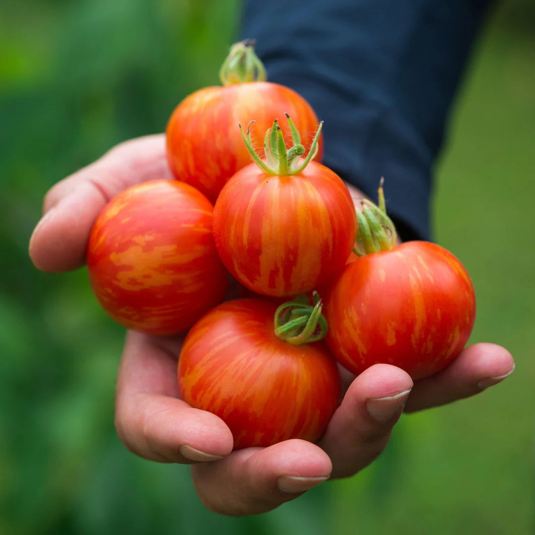 Tiger Stripe Tomato (टाइगर धारी टमाटर)