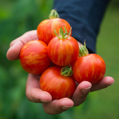 Tiger Stripe Tomato (टाइगर धारी टमाटर)