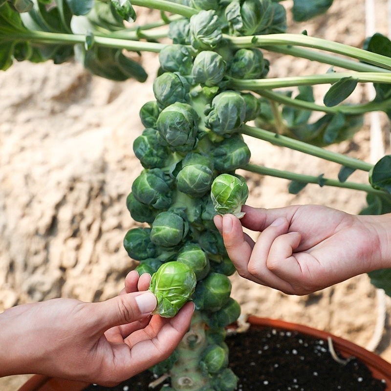 Brussels Sprouts (ब्रसेल्स कोबी)