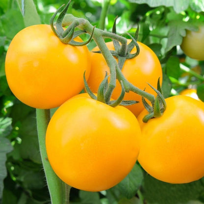 Milk Yellow Tomato (दूधे पहेंलो टमाटर)