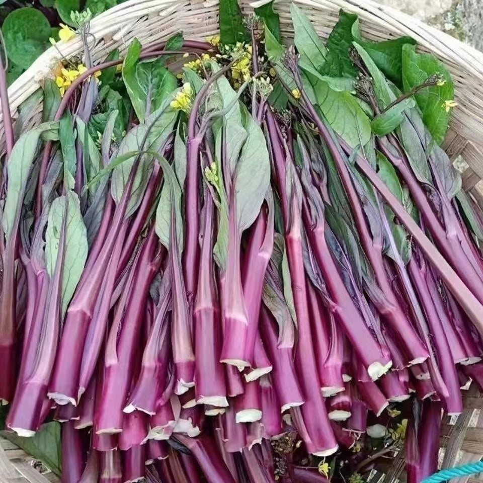 Red Choy Sum (रातो चोय सम)
