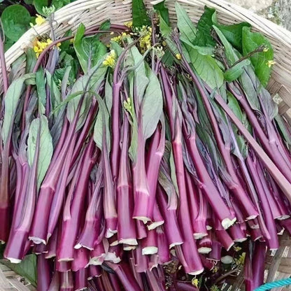 Red Choy Sum (रातो चोय सम)