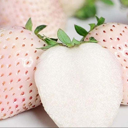 White Cream Strawberry (सेतो क्रिम स्ट्रबेरी)