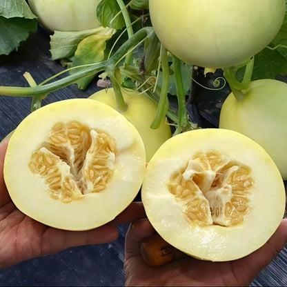 White Sugar Jar Honeydew Melon (सेतो चिनी खरबुजा)