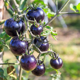 Purple Linglong Tomato (बैजनी लिङलोङ टमाटर)