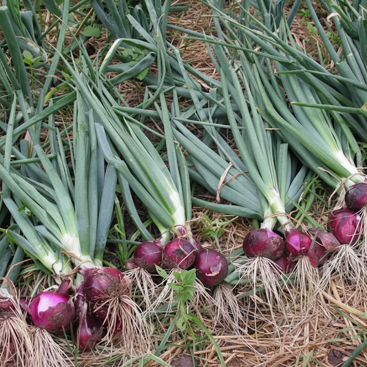 Onion - Pyaj (प्याज)