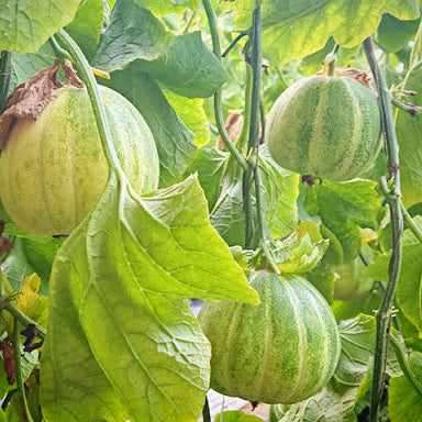 Sesame Honey Sweet Melon (तिल महको गुलियो खरबुजा)