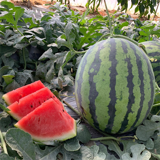 Watermelon 84-24 (अर्ली जिया तरबूज ८४-२४)