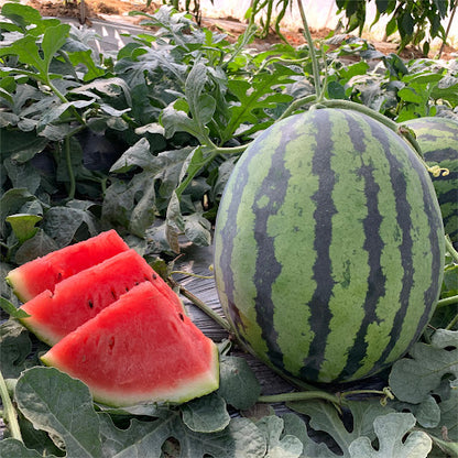 Watermelon 84-24 (अर्ली जिया तरबूज ८४-२४)