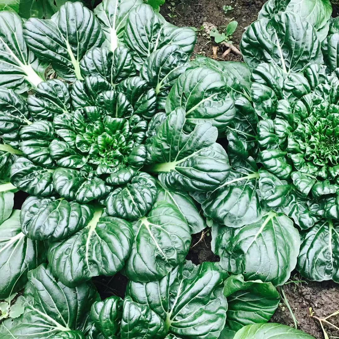 Wutai Cabbage (उटाई कोबी)
