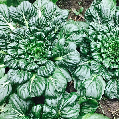 Wutai Cabbage (उटाई कोबी)