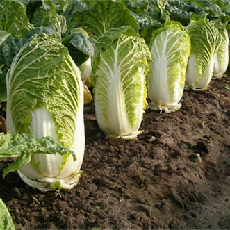 Napa Cabbage (बांदाकोबी)