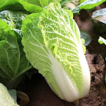 Napa Cabbage (बांदाकोबी)