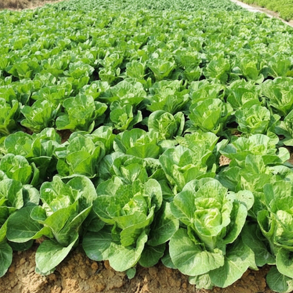 Suzhou Bok Choy - Chinese Saag - Pak Choi (चाइनिज साग)