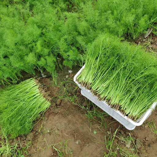 Fennel - Saunf (सौंफ)