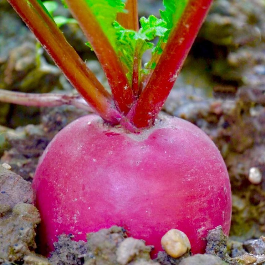 Pineapple Fruit Radish (फ्यान्सी फल मूला)