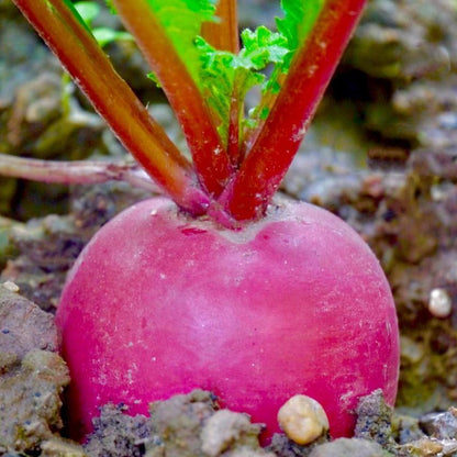 Pineapple Fruit Radish (फ्यान्सी फल मूला)