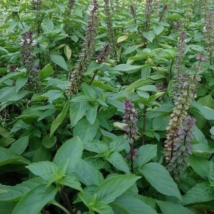 Thai Basil - Holy Basil (थाई बेसिल)